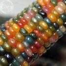 Fresh Heirloom Colorful Hybrid Corn 20 Seeds healthy and fresh edible NOT gmo corn