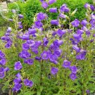Fresh Light Dark Purple Campanula Bellflower Flowers 50 Seeds Canterbury Bell Bluebell