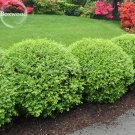 Fresh Evergreen Ornamental Boxwood Shrub Green Tree improve the environment Seeds