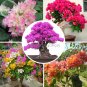 Fresh Mix color Bougainvillea Santa Rita Flowers 50 Seeds buganvilla bugambilia