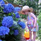 Fresh Blue Hydrangea Flower Perennial 15 Seeds strong interest hydrangea hortensia