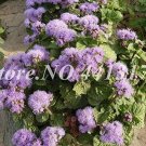 Fresh Agastache Rugosa Seeds Blue Flowers