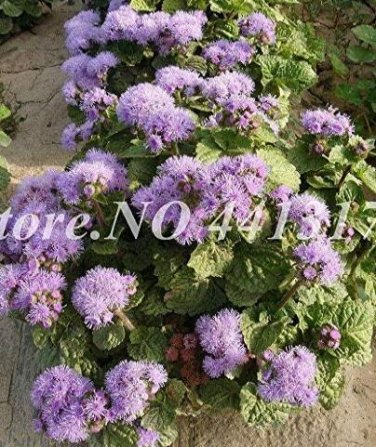 Fresh Agastache Rugosa Seeds Blue Flowers