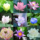 Fresh Mixed 9 Colors Nelumbo nucifera Lotus Flowers 10 Seeds long attractive butterfly