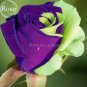 Fresh Purple Green Rose Flower 50 Seeds fragrant rose flowers
