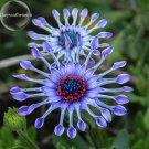 Fresh Purple Blue spider Chrysanthemum Flowers 50 Seeds headline grabbing