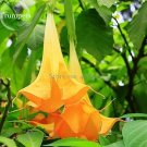 Fresh Pink Purple Yellow Red White Datura Stramonium Jimson Weed Mixed 20 Seeds