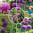 Fresh Herilloom Allium Giganteum Giant Onion Purple Flowers 20 Seeds