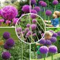 Fresh Herilloom Allium Giganteum Giant Onion Purple Flowers 20 Seeds