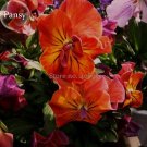 Fresh Heirloom Orange Pansy 30 Seeds cold resistant high survival rate