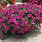 Fresh Heirloom Rose Red Petunia Flowers 100 Seeds attractive butterfly