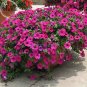 Fresh Heirloom Rose Red Petunia Flowers 100 Seeds attractive butterfly