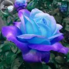 Fresh Dark Blue Roses with Light Orange Heart 50 Seeds fragrant rose