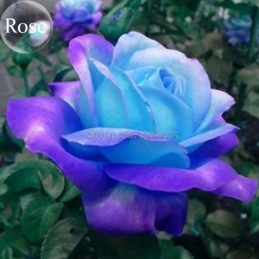 Fresh Dark Blue Roses with Light Orange Heart 50 Seeds fragrant rose