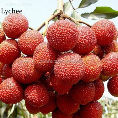 Fresh Heirloom Guangdong Sweet Lychee Litchi Fruit 5 Seeds juicy delicious fruits