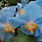Fresh Rare Blue Corn Iceland Poppy Annual Flowers 100 seeds light your garden E3594