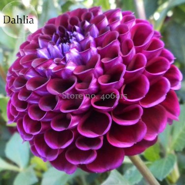 Fresh Alveolate Purple Dahlia Flower 50 Seeds attractive butterfly