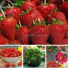 Fresh Toscana F1 Fleurostar Strawberry 100 Seeds large cone shaped fruit flowers