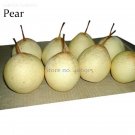 Fresh Pear Chinese White Sand Pear 5 Seeds juicy fleshy sweet delicious green fruits