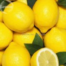 Fresh Yellow Big Lemon Tree 20 Seeds healthy nutrition edible fruits E3638