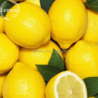 Fresh Yellow Big Lemon Tree 20 Seeds healthy nutrition edible fruits E3638