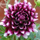 Fresh Dark Purple Dahlia Flower with white edge 50 Seeds