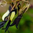 Fresh Black duck tongue Orchid Flower Perennial 100 Seeds attractive butterfly