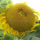 Fresh Heirloom Baby Girl Giant Face Yellow Sunflowers 15 Seeds herb flowers