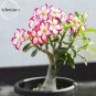 Fresh Pink White Desert Rose Adenium 2 Seeds single petal perennial s E3624