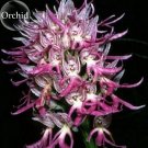 Fresh Rare Human Face Orchid Perennial Plant Flowers 100 Seeds light up garden E3619