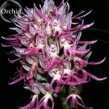 Fresh Rare Human Face Orchid Perennial Plant Flowers 100 Seeds light up garden E3619