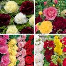 Fresh Colorful Corrugated Hollyhock 20 Seedsattractive butterfly beautify
