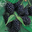 Fresh 100% Natural DarK Black Mulberry 50 Seeds healthy delicious edible fruits