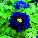 Fresh Blue Peony Seeds 5 Seeds dark blue big blooms peony flowers strong fragrant