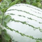 Fresh Green White Big Sweet Watermelon 10 Seeds sweet delicious in hot weather
