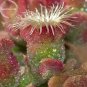 Fresh Mesembryanthemum Crystallinum Succulent 10 Seeds Cactus Samen desk