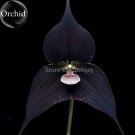 Fresh Black Monkey Face Orchid s 100 Seeds long fragrant attract the butterfly