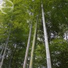 Fresh Heirloom Anhui Dabie Mountain Moso Bamboo 30 seeds