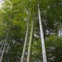 Fresh Heirloom Anhui Dabie Mountain Moso Bamboo 30 seeds