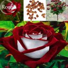 Fresh New Red White Rose Flower Tree 50 Seeds new fragrant