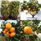 Fresh Heirloom Sweet Orange Fruit Tree 20 Seeds delicious healthy nutrition