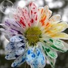 Fresh Rainbow Chrysanthemum Flower 100 Seeds fragrant attractive butterfly