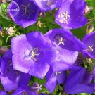 Fresh Purple Campanula Groundcover sflower bed 50 Seeds