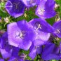 Fresh Purple Campanula Groundcover sflower bed 50 Seeds