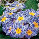 Fresh Blue White Striped Evening Primrose yellow eyes 30 Seeds
