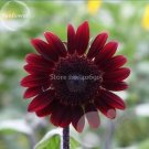 Fresh Middle sized Red Fortune Sunflower 15 Seeds 100% genuine ruddy sunflowers