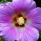 Fresh Mix Colors Giant Hibiscus Seeds Potted Perennial Flowers 20 Seeds rose mallow