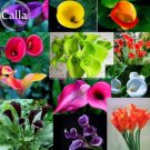 Fresh Mixed Colorful Calla Lily Flowers 20 Seeds style common callalily