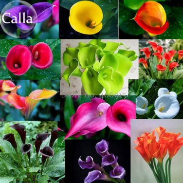 Fresh Mixed Colorful Calla Lily Flowers 20 Seeds style common callalily