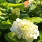 Fresh 100PCS Jasmine Seeds Grand Duke of Tuscany White Fragrant Double Flowers